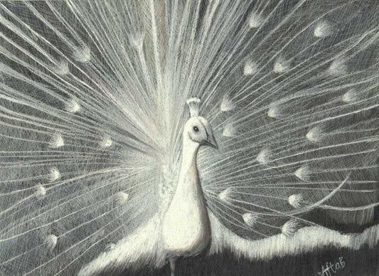 Wall Art, White Peacock Artwork