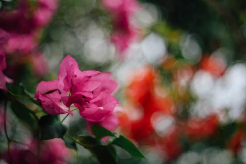 Wall Art, Flower Artwork