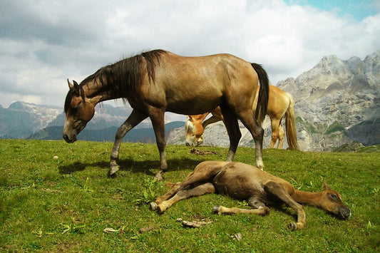 Wall Art, Highland Horses, - PosterGully