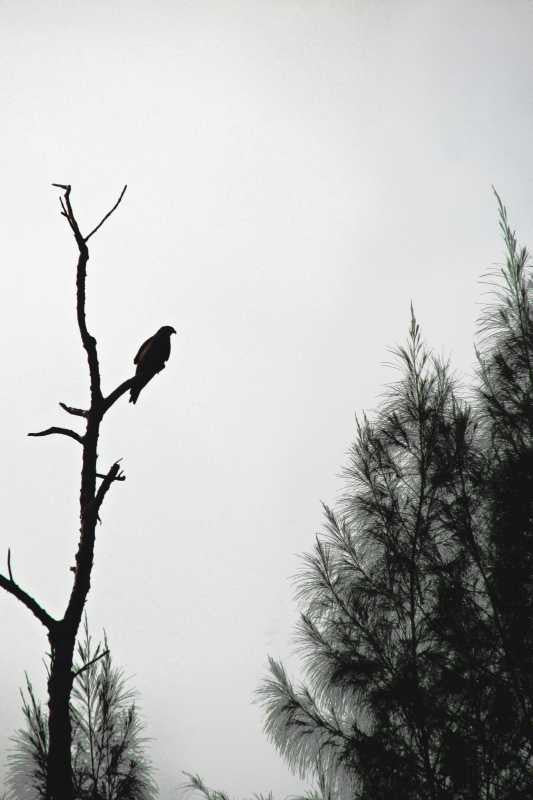 Wall Art, Lost Among The Pines Artwork