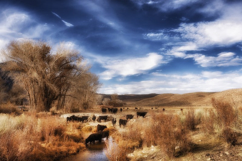 Wall Art, Fair Flocks, - PosterGully