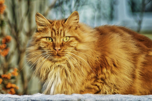 Wall Art, Hapless Cat, - PosterGully