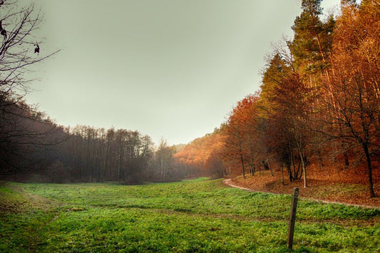 Wall Art, Stillness Of The Woods, - PosterGully