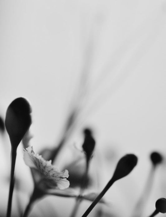 PosterGully Specials, Gallery Of Flowers, - PosterGully