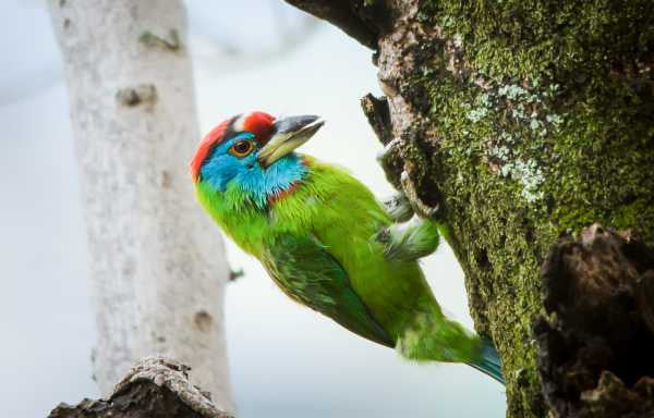 Wall Art, Blue Throated Barbet