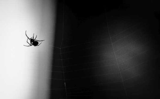 Wall Art, Spider In Cobweb 1