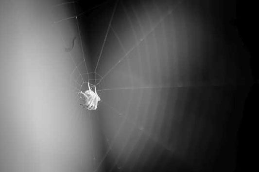 Wall Art, Spider In Cobweb 2