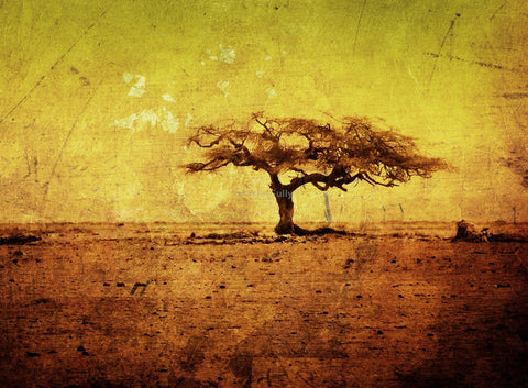 Wall Art, The Beauty Of The Barren Tree, - PosterGully