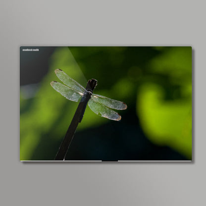 Wings Wall Art
