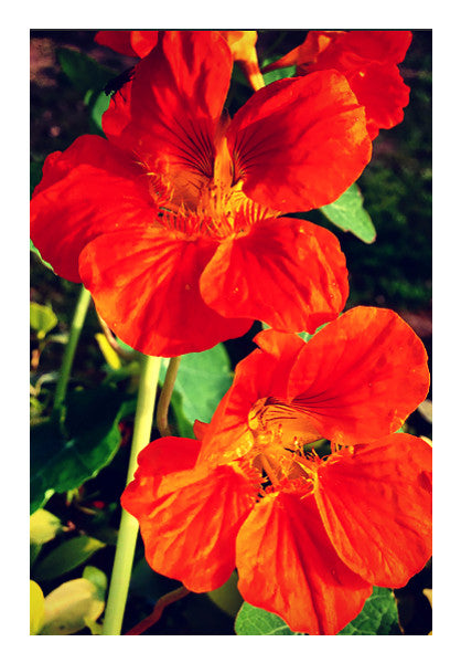 Wall Art, Beautiful Orange Flowers Wall Art