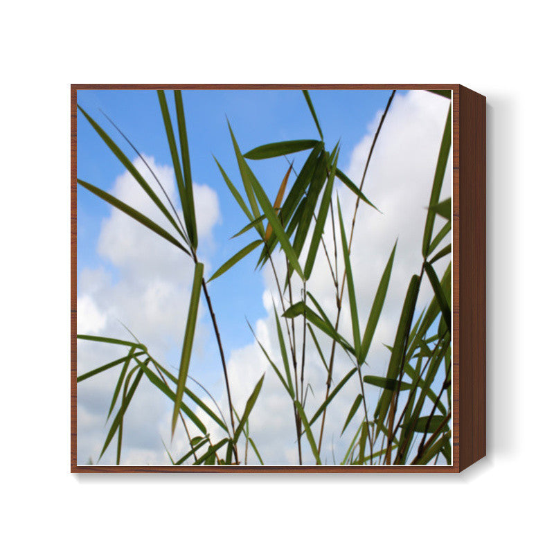 Bamboo Leaves Against Sky, Nature Square Art Prints