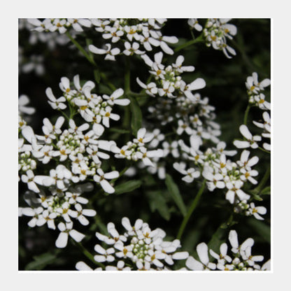 Square Art Prints, White Flowers Nature Photography Floral Spring Square Art Prints