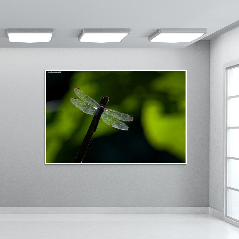 Wings Wall Art