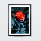 Single Red Rose Photography Wall Art
