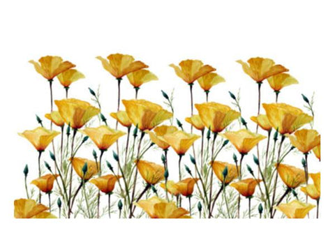 PosterGully Specials, Yellow California Poppies Print Wall Art