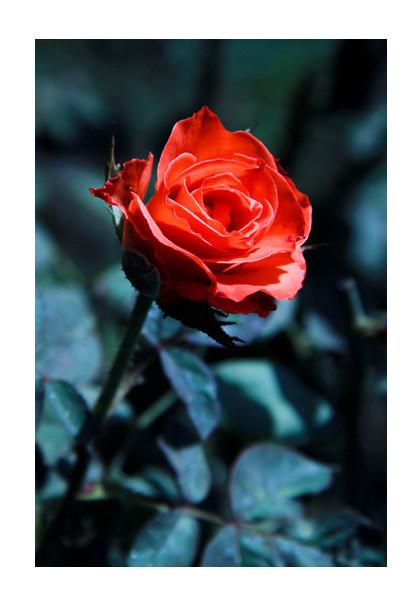 PosterGully Specials, Single Red Rose Photography Wall Art