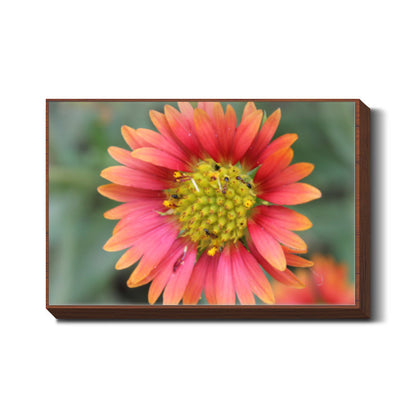 Flower Head With Ants Photo Nature Photography Wall Art