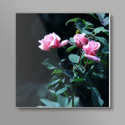 Three Pink Rose Photography Square Art Prints