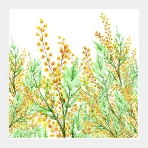 Painted Yellow Mimosa Flowers Botanical Illustration  Square Art Prints