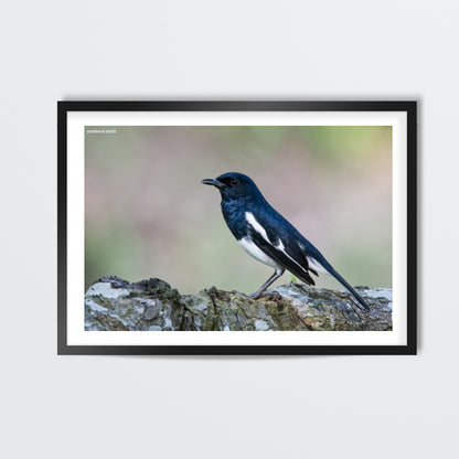 Magpie Robin Wall Art