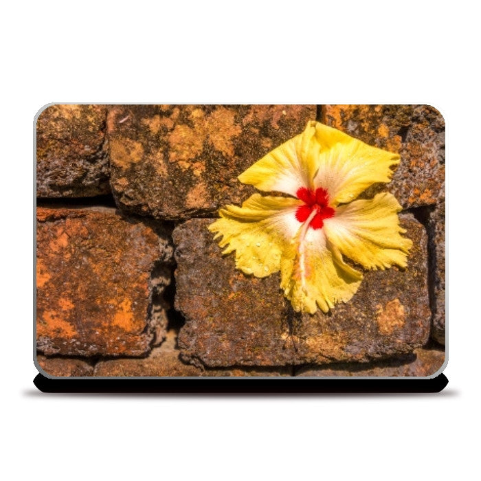 Laptop Skins, Chna Rose on Laptop Skin