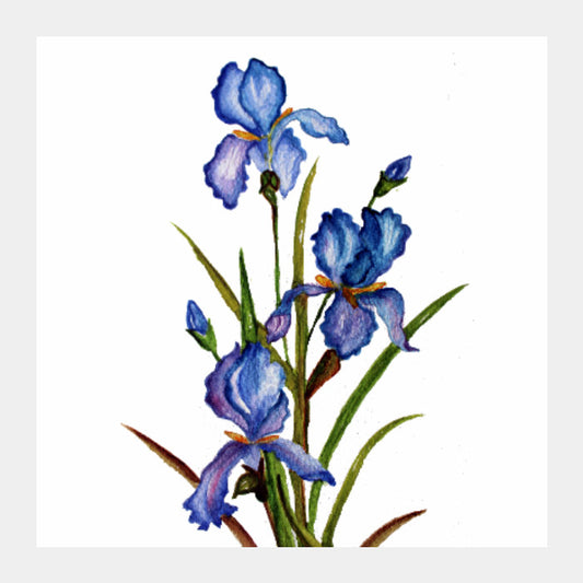 Square Art Prints, Blue Iris Square Art Print l Artist: Seema Hooda, - PosterGully