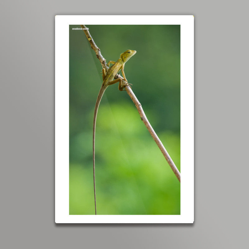 a long tail