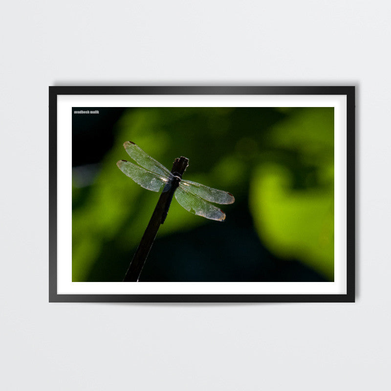 Wings Wall Art