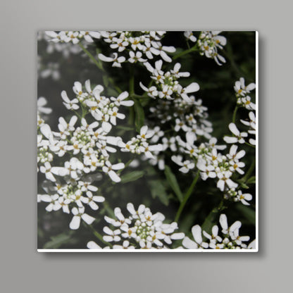 White Flowers Nature Photography Floral Spring Square Art Prints