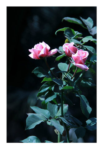 Three Pink Rose Photography Wall Art