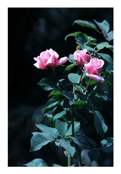 PosterGully Specials, Three Pink Rose Photography Wall Art