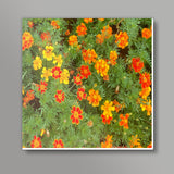 Bright Marigold Spring Flowers Nature Photography Floral Background Art Print Square Art Prints