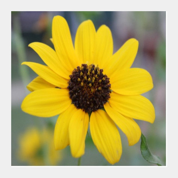 Square Art Prints, Single Sunflower Yellow Floral Photography Square Art Prints