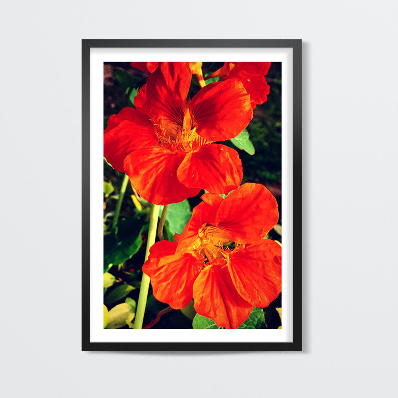 Beautiful Orange Flowers Wall Art