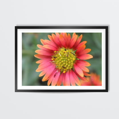 Flower Head With Ants Photo Nature Photography Wall Art