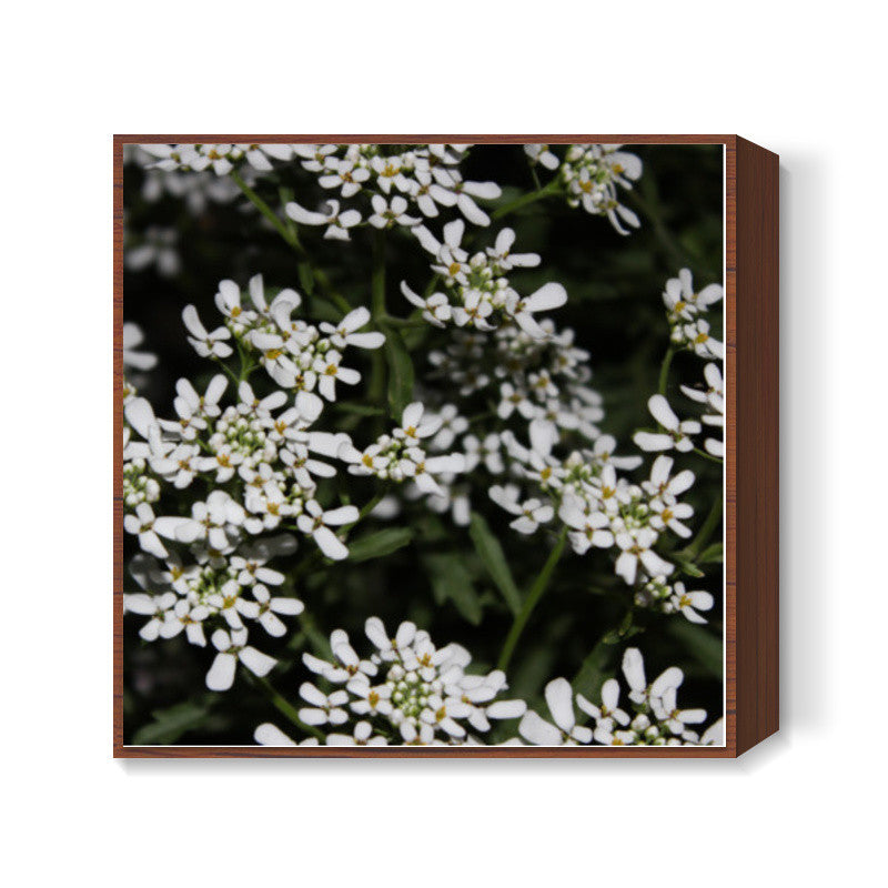 White Flowers Nature Photography Floral Spring Square Art Prints