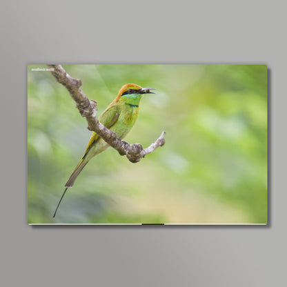 Green Bee-eater Wall Art