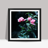 Three Pink Rose Photography Square Art Prints