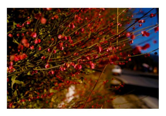 PosterGully Specials, flora Wall Art