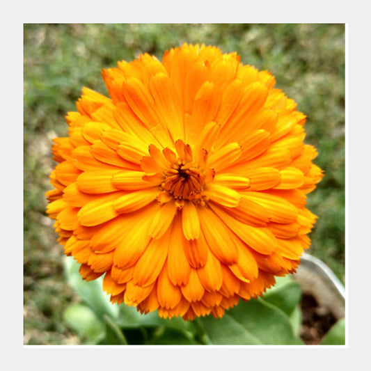 Single Orange Calendula Flower Macro Photography Nature Poster Square Art Prints PosterGully Specials