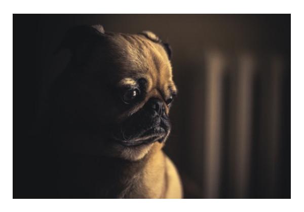 PosterGully Specials, Pug Wall Art