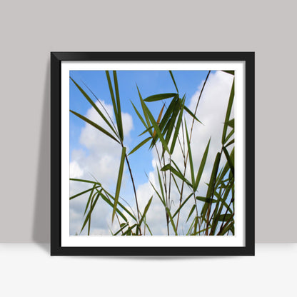 Bamboo Leaves Against Sky, Nature Square Art Prints