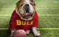 Wall Art, Football Star | Bulldog, - PosterGully