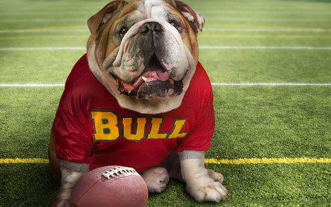 Wall Art, Football Star | Bulldog, - PosterGully